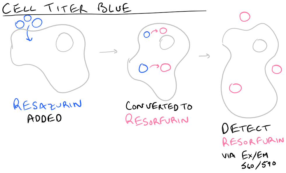 Cytotoxicity measured with Cell Titer Blue