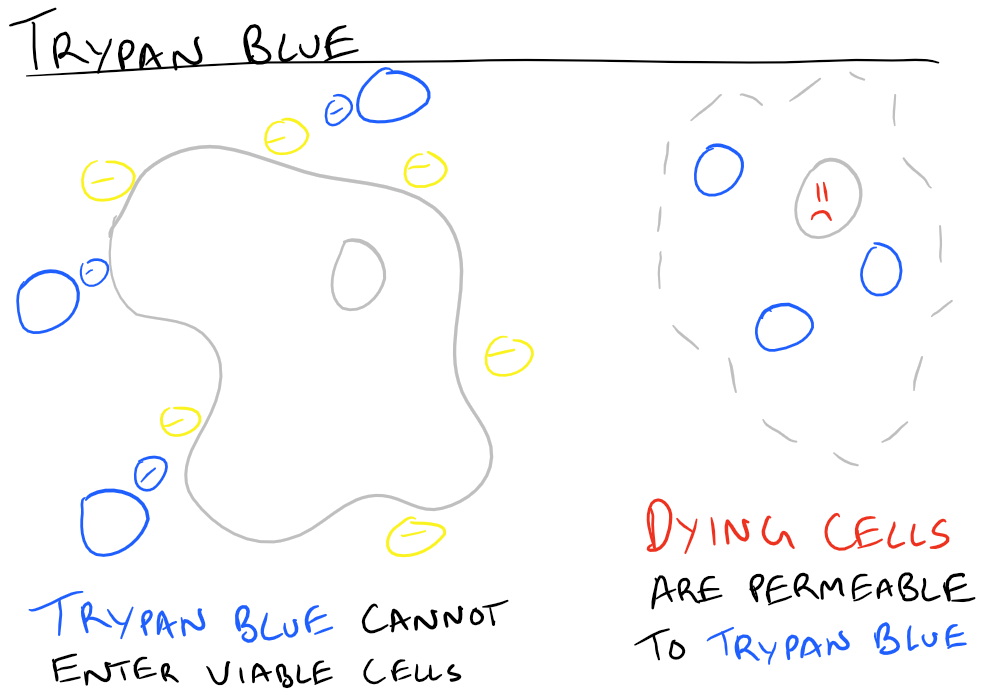 Trypan Blue stains cells with Cytotoxic compounds