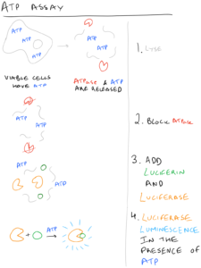 ATP Assay with Cell Viability or Cell Proliferation