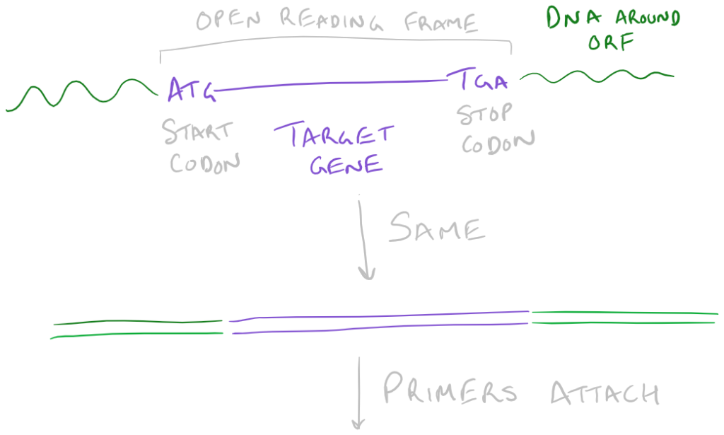 Making primers for Gene Cloning PCR