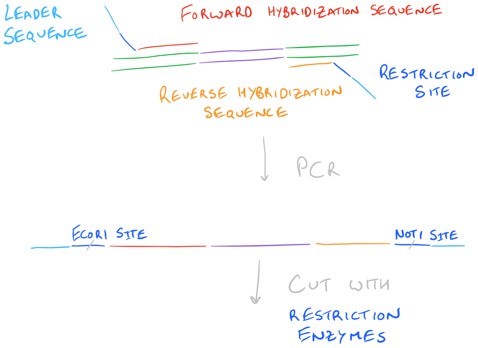 Molecular cloning primer design