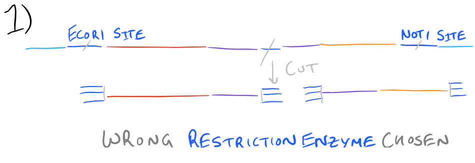 Gene cloning failure - wrong restriction enzyme