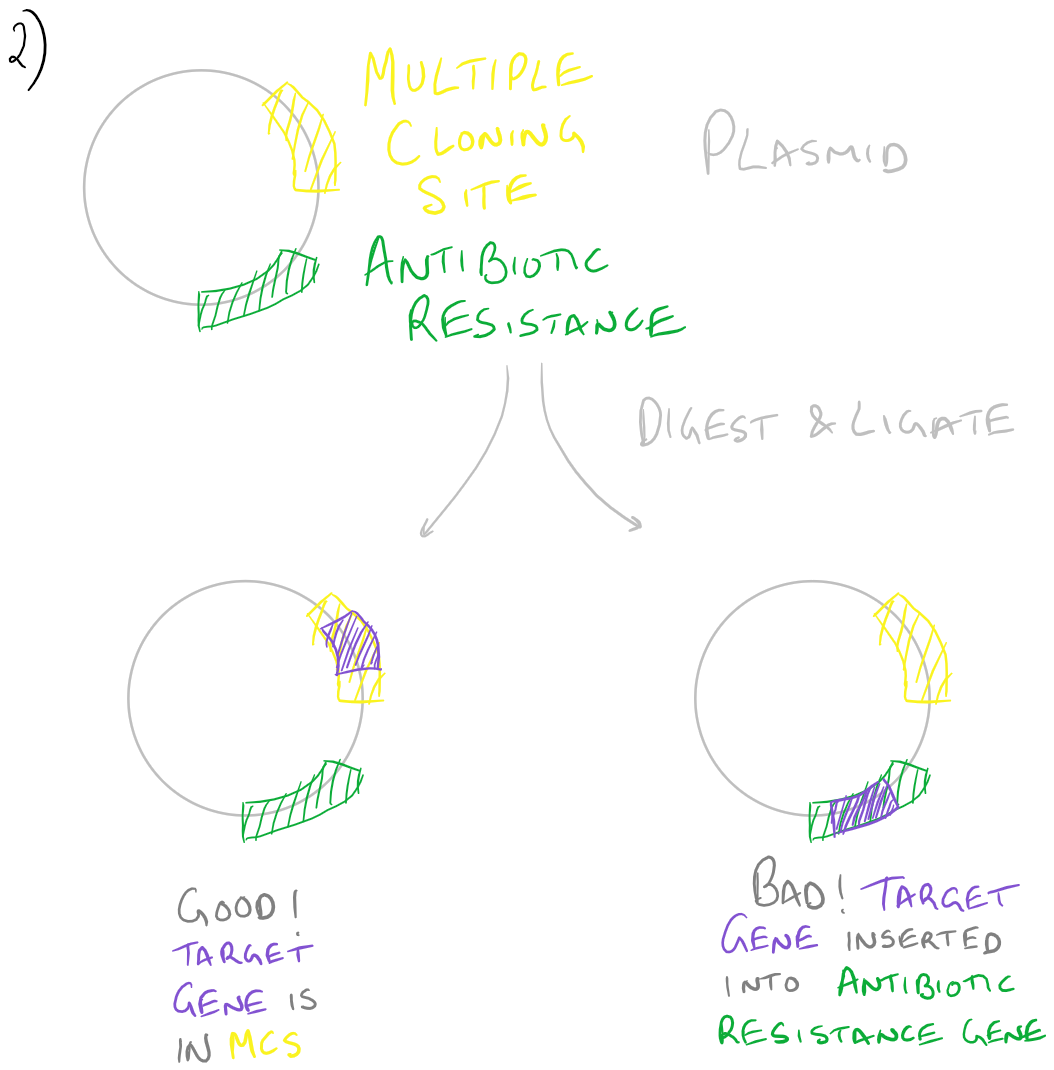 Primer mismatch -- Gene cloning error