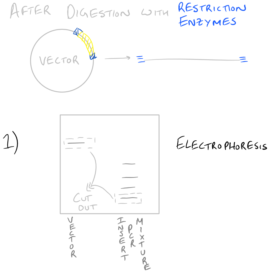 Preparing plasmid vectors for Gene Cloning