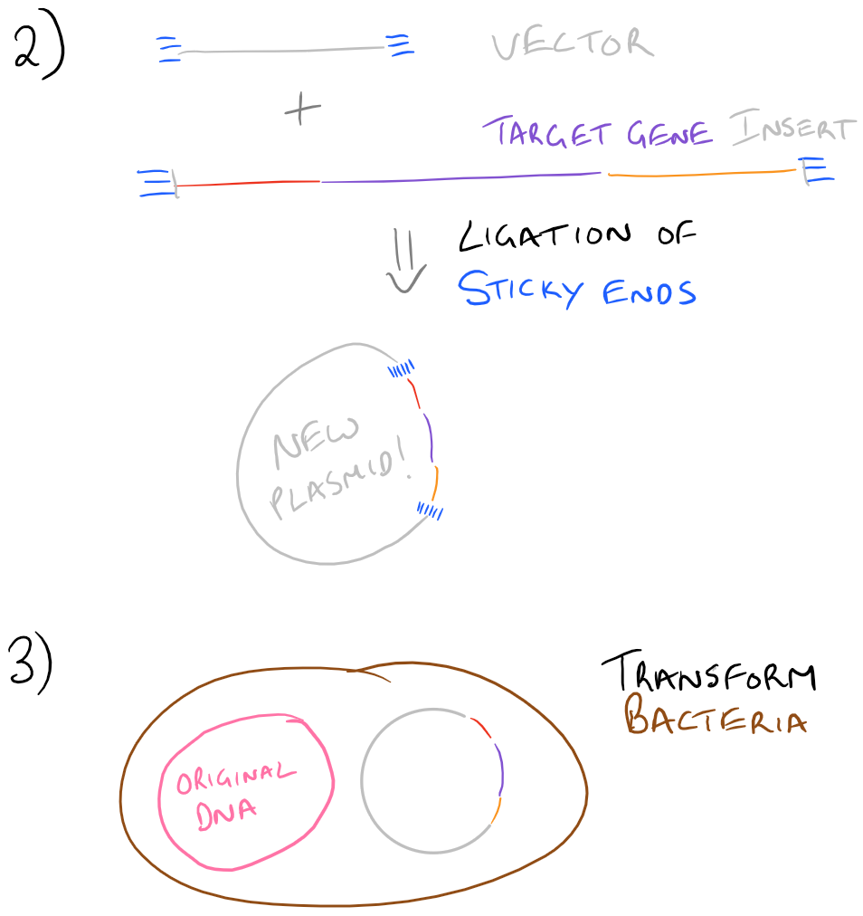 Electrophoresis and Ligation of Genes using Restriction Digests