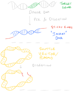 Ligate Sticky Ends via DNA Ligation - SciGine