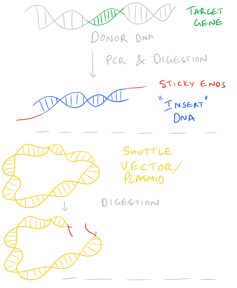 Ligate Sticky ends using Ligase