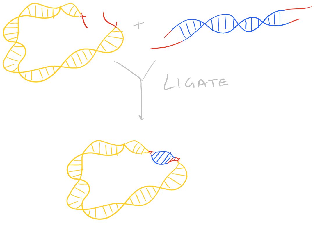 Ligate Sticky Ends via DNA Ligation - SciGine