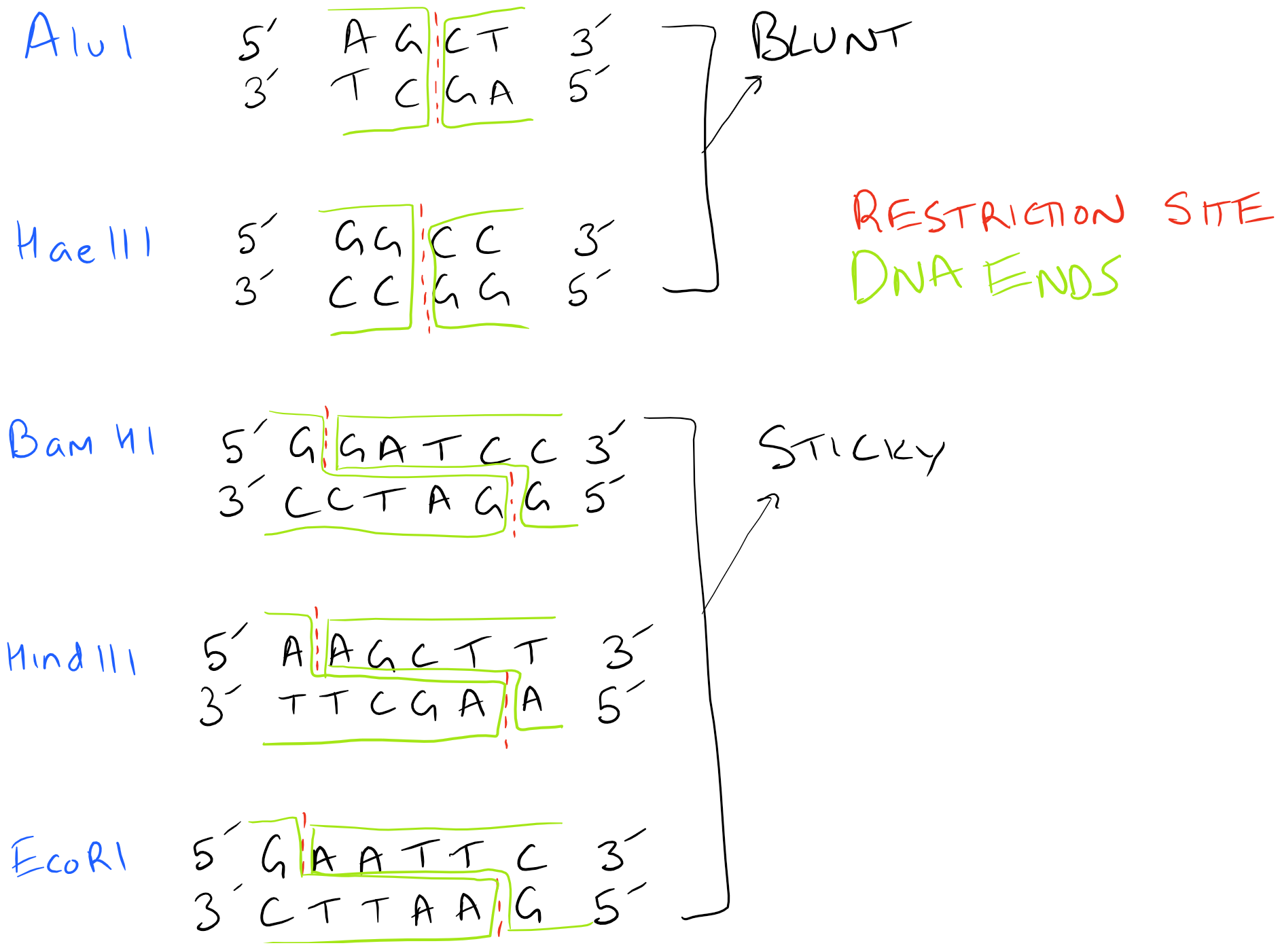 Restriction Enzymes for DNA Ligation