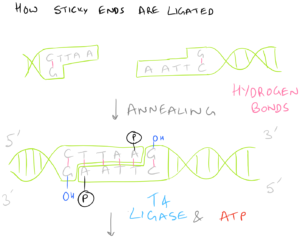 Ligation Protocol for T4 Ligase