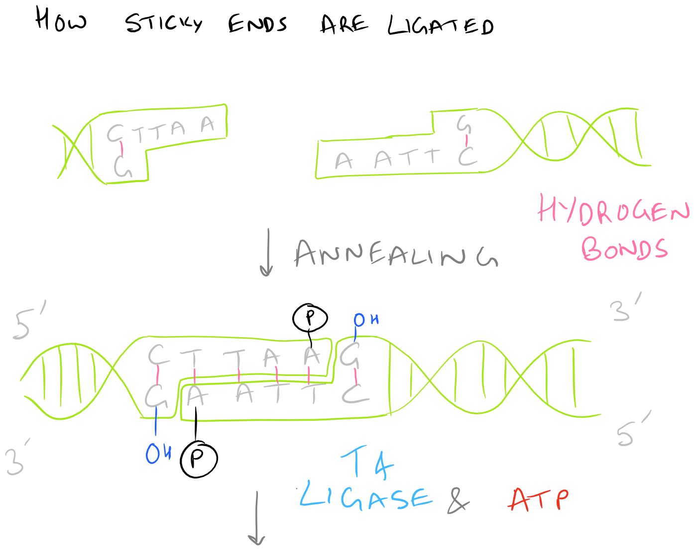 Ligate Sticky Ends via DNA Ligation - SciGine