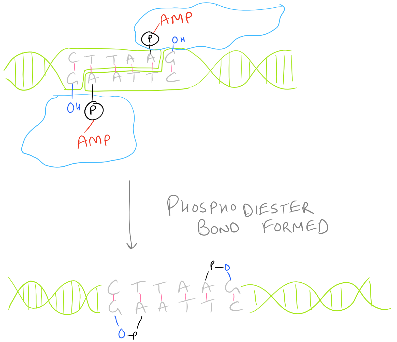 Phosphodiester Bond Formation during Ligation