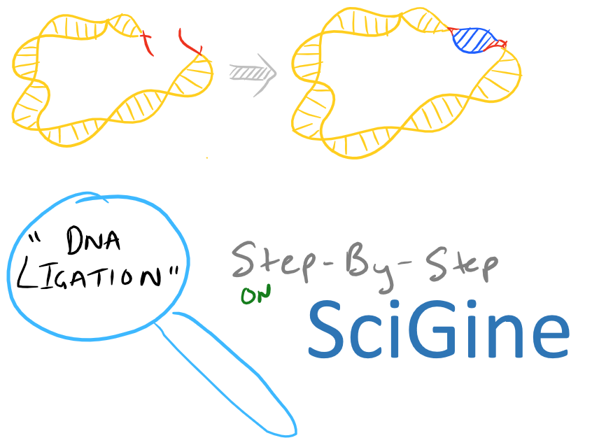 DNA Ligation of Sticky Ends