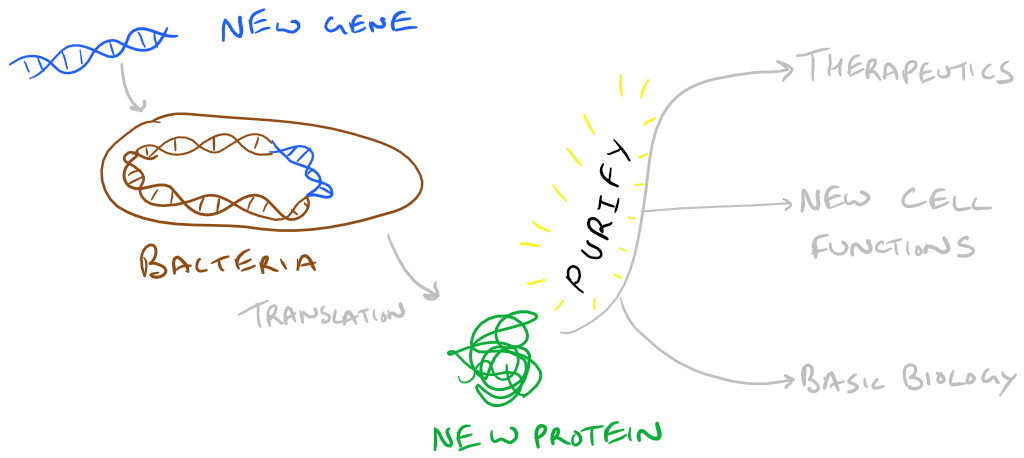 Protein Purification of therapeutic recombinant proteins