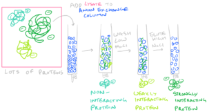 Using Ion Exchange columns for protein purification