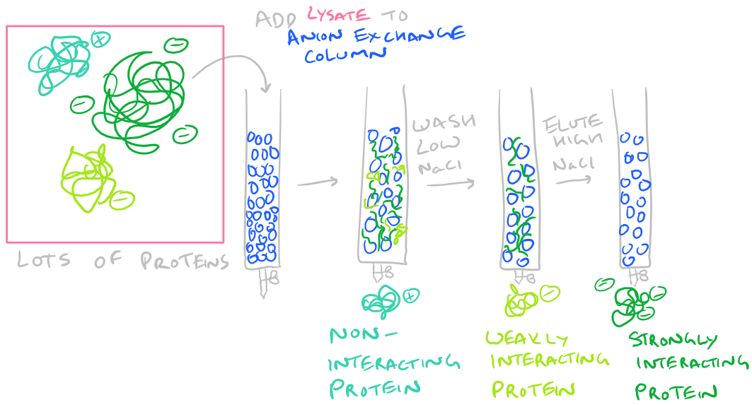 Using Ion Exchange columns for protein purification 