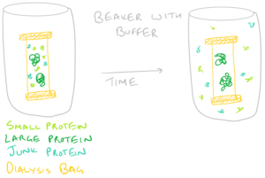 Recombinant proteins separated by size via dialysis