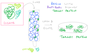 Affinity based separation of recombinant proteins