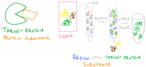 Substrate affinity column for Protein purification