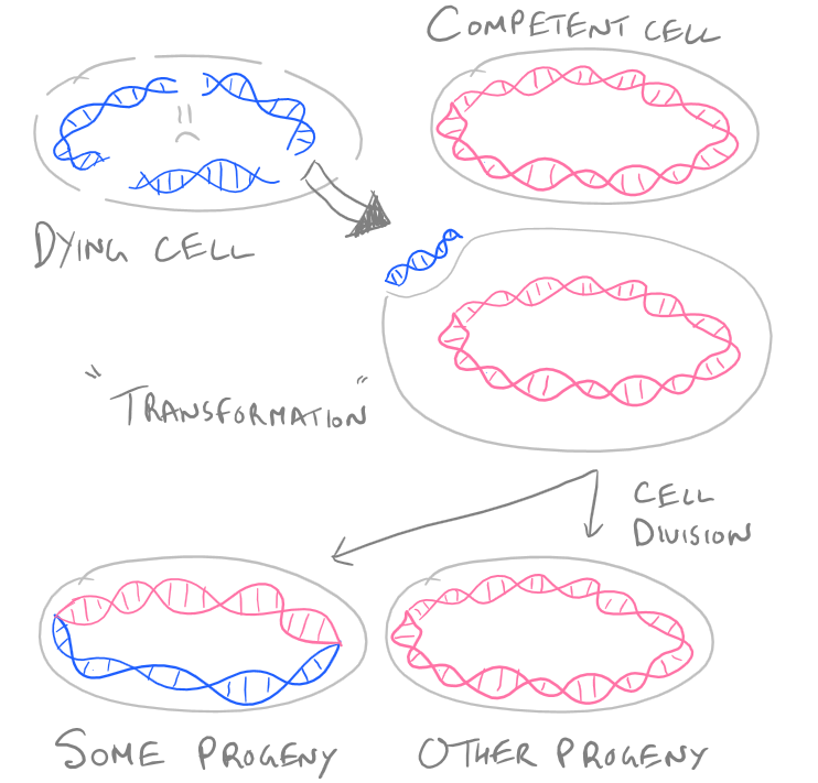 Transformation Protocol with DNA
