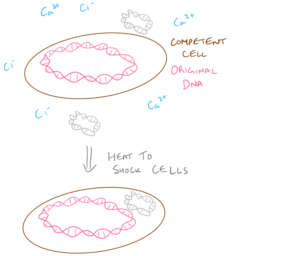 Transformation Biology