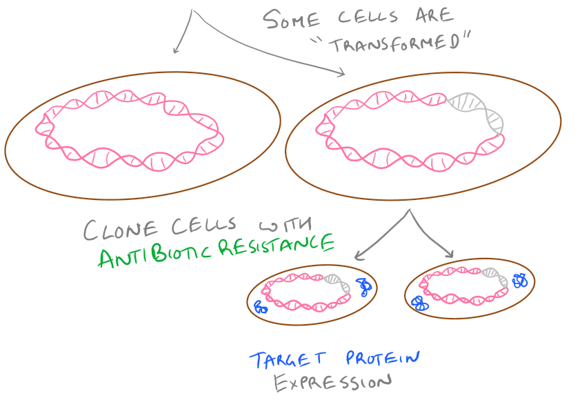 Selecting Transformed Bacteria with Antibiotic resistance in a plasmid
