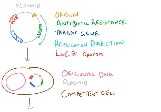 Transformation in Bacteria with LacZ