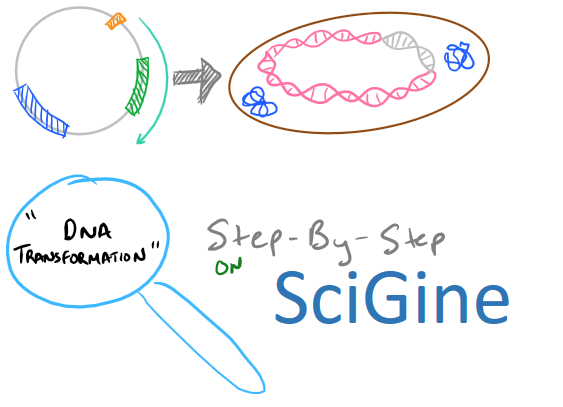 Bacterial Transformation with Competent Cells