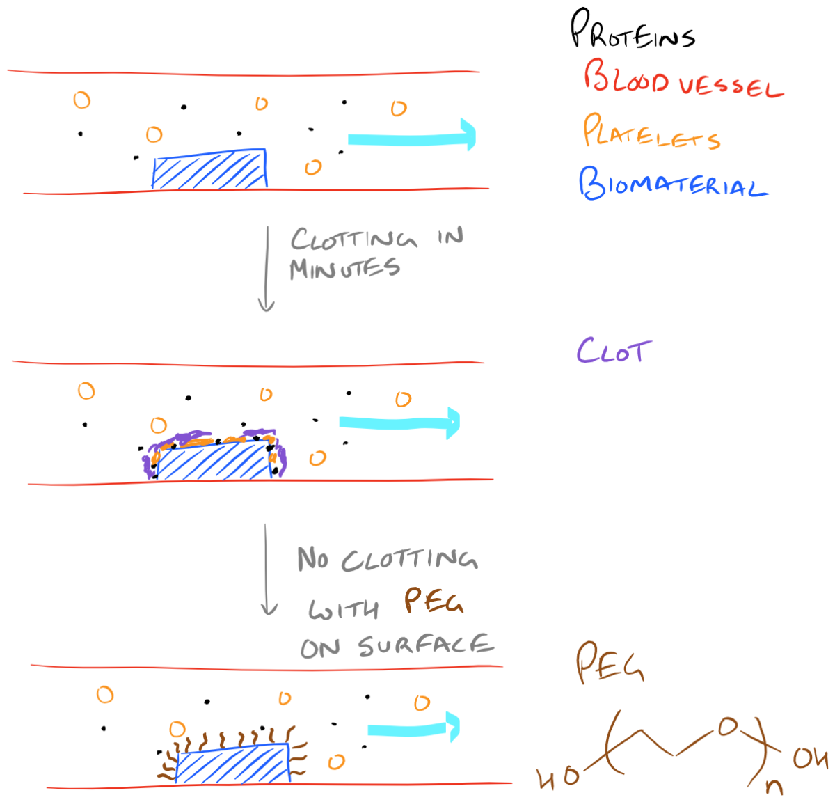 Biopolymer surface functionalization: Simple Step-By-Step guide - SciGine