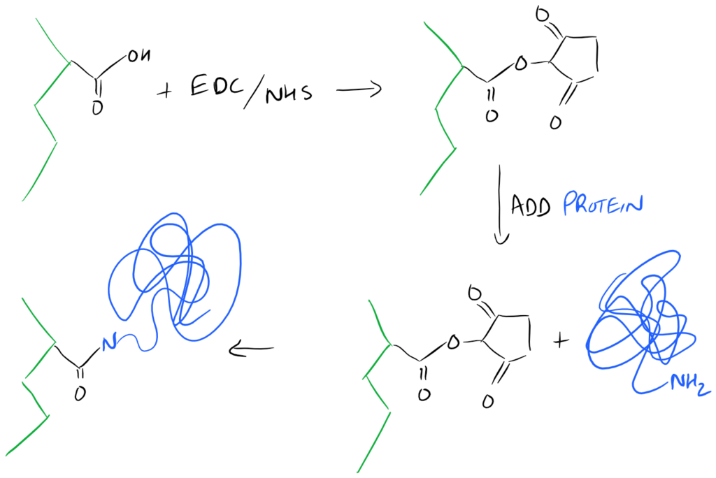 EDC NHS Biopolymer Surface Functionalization