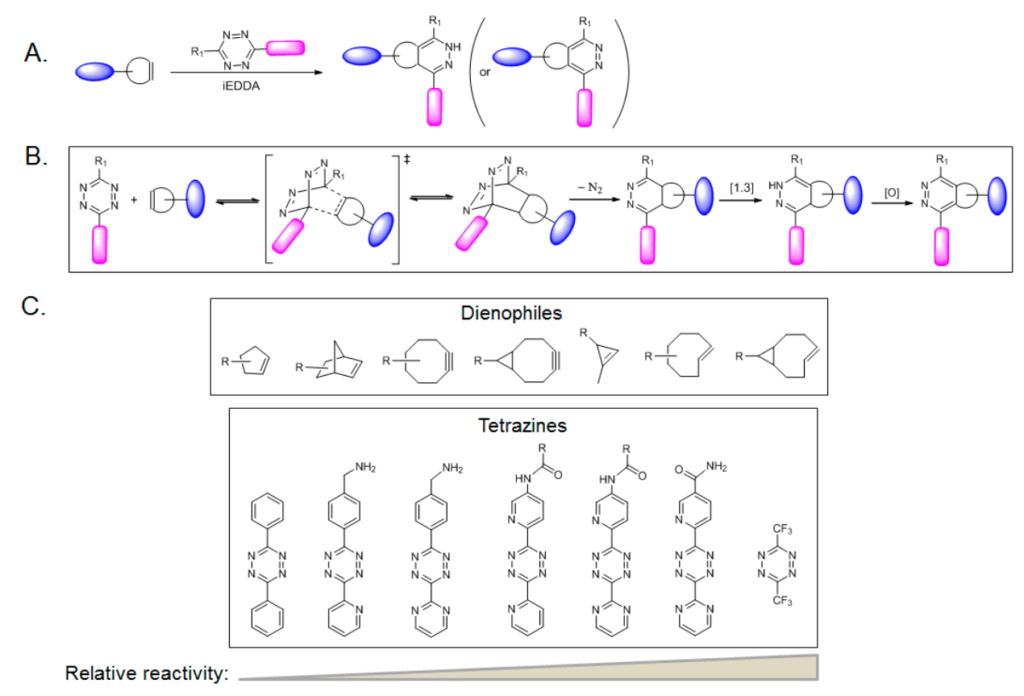 bioorthogonal click chemistry reactions with azide and cycloalkynes