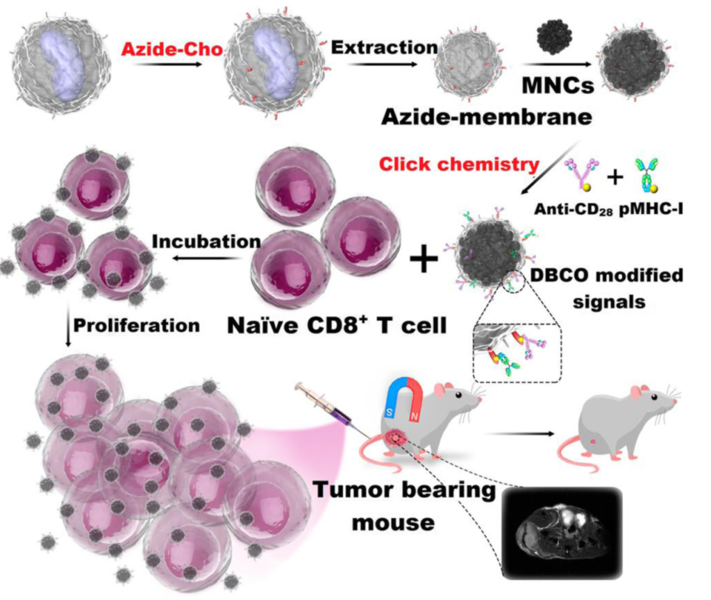 click chemistry utilized in immunotherapy