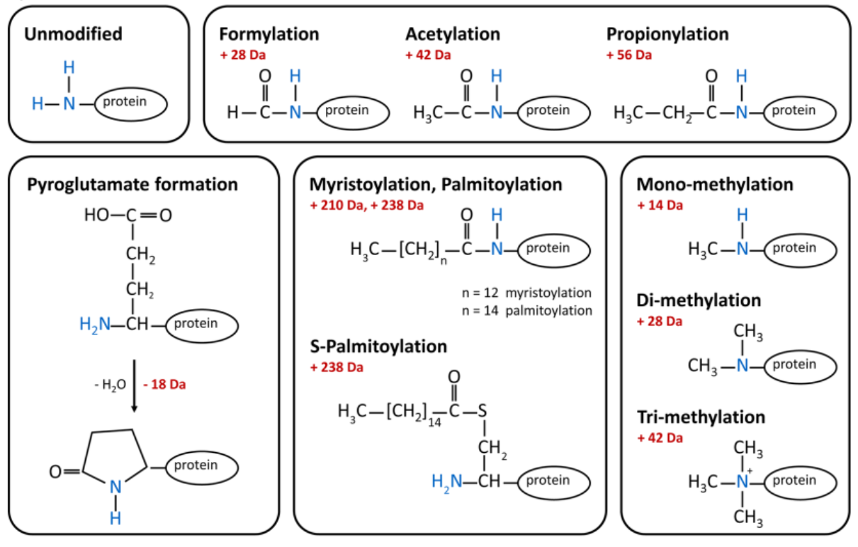 conjugated-vs-unconjugated-bilirubin-differences-similarities